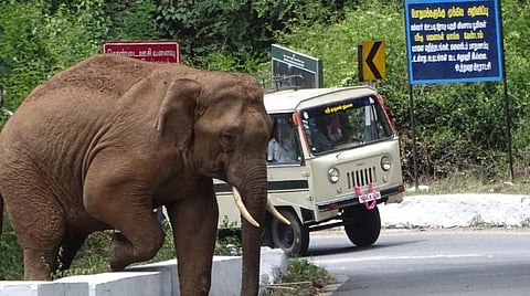 கல்லாறு வழித்தடத்திலுள்ள தேசிய நெடுஞ்சாலையின் வாகனப் பெருக்கத்தால் யானைகளுக்கு ஏற்படும் இன்னல்கள்