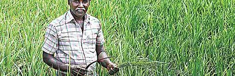 பயிர்க் காப்பீடு உயிர்பெறுமா?