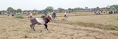 திருப்பத்தூர் அருகே மின்னல்குடிபட்டியில் நடைபெற்ற மஞ்சுவிரட்டு.