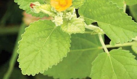 பிரதிநிதித்துவப் படம்