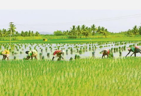 பயிர்க் காப்பீட்டில் தனது பங்கைக் குறைத்த மத்திய அரசு; வேளாண் அமைச்சர்