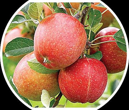 பளிச் பத்து 46: ஆப்பிள்