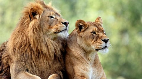 பளிச் பத்து 48: சிங்கம்