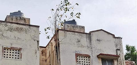 தேவாரம் காவலர் குடியிருப்பு மாடியில் வளர்ந்துள்ள மரத்தால் ஏற்பட்டுள்ள விரிசல்.