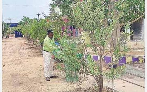 வறட்சி பகுதியான திருப்பாலைக்குடியில் அரசு பள்ளியை சோலைவனமாக மாற்றிய தலைமை ஆசிரியர்: கிராம மக்கள் பாராட்டு