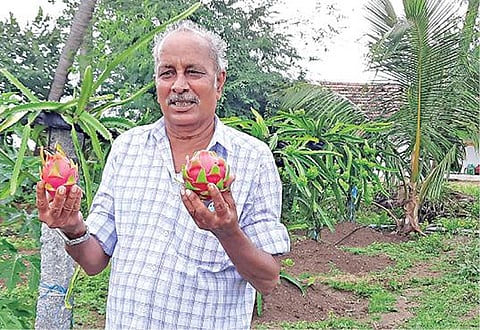 தனது வயலில் விளைந்த டிராகன் பழங்களை காட்டும் ஓய்வுபெற்ற ஆசிரியர் கோபாலக்கண்ணன்.