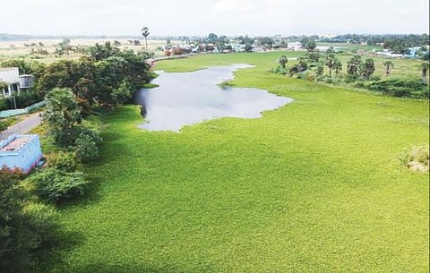 பேட்டை மூளிக்குளம் சுத்தப்படுத்தப்படுவதற்குமுன் ஆகாய தாமரைகள் நிறைந்து காணப்பட்டது. (வலது) சுத்தப்படுத்தியபின் தற்போது புதுப்பொலிவுடன் காணப்படுகிறது.