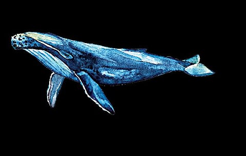 அரபிக் கடலில் நீலத் திமிங்கிலத்தின் காதல் பாடல்கள்