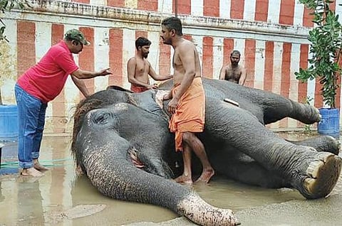 சங்கரன்கோவில் கோயில் யானையின் உடல்நிலை குறித்து மாநில வனக்குழு உறுப்பினர் சிவ கணேஷ் ஆய்வு செய்தார்.