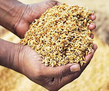 விதை நேர்த்தி செய்து முளைகட்டிய நெல்விதை.