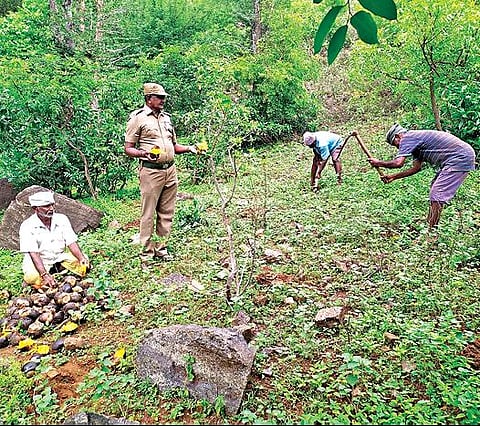 சேந்தமங்கலம் அருகே நைனாமலை அடிவாரத்தில் பனை விதைகளை நடும் பணியில் ஈடுபட்டுள்ள வனத்துறையினர்.
