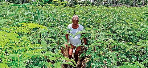 பரமத்தி வேலூர் அருகே பொத்தனூர் கிராமத்தில் வெற்றிலை சாகுபடி செய்வதற்காக பராமரிப்பு பணியில் ஈடுபட்டுள்ள விவசாயி. 	 	        படம்: கி.பார்த்திபன்