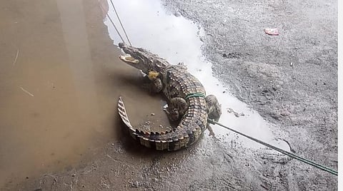 முதலை கடித்து 2 பேர் மருத்துவமனையில் அனுமதி; வனத்துறை அதிகாரிகள் விசாரணை