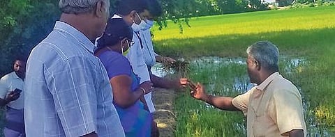 குறிஞ்சிப்பாடி அருகே கள்ளையங்குப்பம் கிராமத்தில் விளைநிலங்களை வேளாண் விஞ்ஞானிகள், வேளாண் அலுவலர்கள் கூட்டாக பார்வையிட்டு ஆய்வு செய்தனர்.