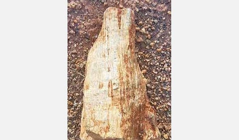 புதுக்கோட்டையில் 10 கோடி ஆண்டுகள் பழமையான கல்மரம் கண்டெடுப்பு