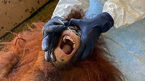 பேசும் படம்: மலேசியாவில் ஒராங்குட்டான் குரங்குகளுக்கு நடந்த கோவிட் பரிசோதனை