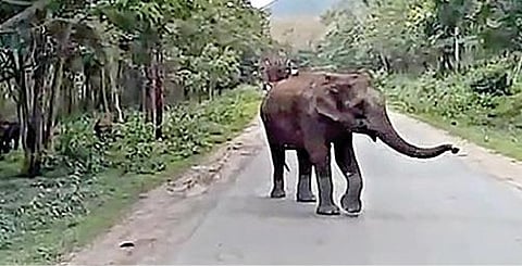 சத்தியமங்கலம் - மைசூரு தேசிய நெடுஞ்சாலையில் ஆசனூர் அருகே அரசுப் பேருந்தை வழிமறித்த ஒற்றையானை.