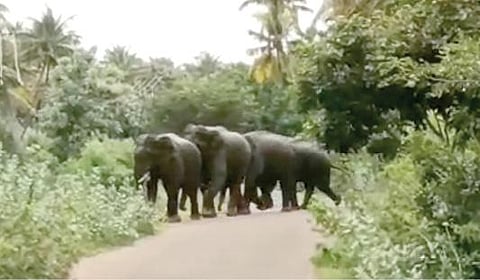கடையநல்லூர் அருகே ஒச்சாநடை பகுதியில் ஊருக்குள் புகுந்த காட்டு யானைகள்.