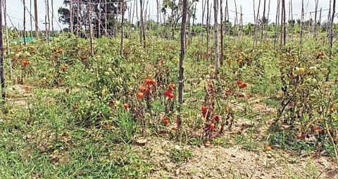 உரிய விலை கிடைக்காததால், தக்காளியை பறிக்காமல் விவசாயிகள் செடிகளில் விட்டு வருகின்றனர். கிருஷ்ணகிரி அருகே ஒரு தோட்டத்தில் பழுத்து வீணாகும் தக்காளிப்பழம்.