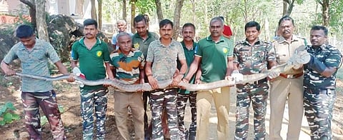 சேரன்மகாதேவி அருகே 12 அடி நீளமுள்ள ராஜநாகத்தை வனத்துறையினர் மீட்டனர்.