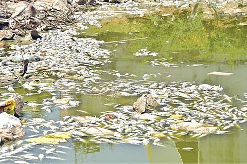 தூத்துக்குடி மாநகராட்சிக்கு உட்பட்ட கதிர்வேல்நகர்- கோக்கூர் இடையே  தேங்கியுள்ள மழைநீரில் செத்து மிதந்த மீன்கள்.                   படம்: என்.ராஜேஷ்