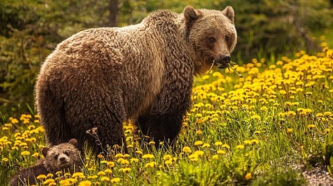 பளிச் பத்து 89: கரடி