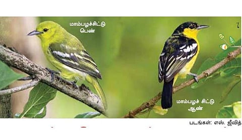பறவை பாடல்களால் நிறையும் உலகம்