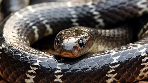 நல்ல பாம்பு 4: விரியன் அல்ல, வரியன் :