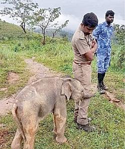 வன ஊழியர்களுடன் பின்தொடர்ந்த குட்டி யானை.