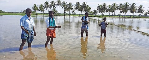 சோழதரம் அருகே நந்தீஸ்வரமங்கலத்தில் சம்பா நடவு செய்யப்பட்ட நெல் வயலில் மழை தண்ணீர் தேங்கி நாற்று அழுகியுள்ளதை காட்டும் விவசாயிகள்.