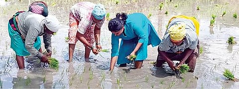 அரியலூரை அடுத்த வாலாஜாநகரம் கிராமத்தில், வயலில் இறங்கி, நாற்று நட்டு, கரோனா தடுப்பூசி குறித்து பெண்களிடம் விழிப்புணர்வு ஏற்படுத்திய மாவட்ட சுகாதாரப் பணிகள் துணை இயக்குநர் கீதாராணி.