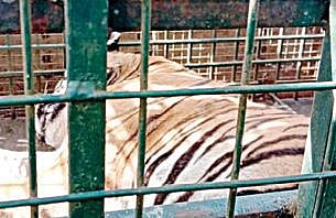 நீலகிரி அருகே பிடிபட்ட டி.23 புலியை மைசூரு உயிரியல் பூங்காவுக்கு கொண்டு செல்வது குறித்து வனத்துறைச் செயலாளர் சுப்ரியா சாஹூ, தமிழ்நாடு முதன்மை உயிரின வனப் பாதுகாவலர் சேகர்குமார் நீரஜ் ஆகியோருடன் ஆலோசனை நடத்திய தமிழக வனத்துறை அமைச்சர் கா.ராமச்சந்திரன். (அடுத்த படம்) மாயார் வனத்தில் மயக்க ஊசி செலுத்தப்பட்டு கூண்டில் அடைக்கப்பட்ட புலி.