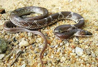 நல்ல பாம்பு 05: வெள்ளிக்கோல் வரையன்