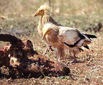 பாறுக் கழுகைக் கண்டா வரச்சொல்லுங்க!