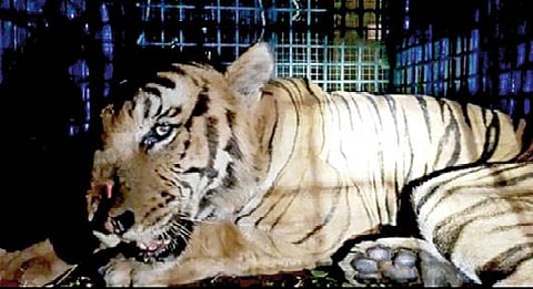 மைசூரு உயிரியல் பூங்காவில் உள்ள விலங்குகள் மறு வாழ்வு மையத்தில் சிகிச்சை பெற்று வரும் டி.23 புலி.