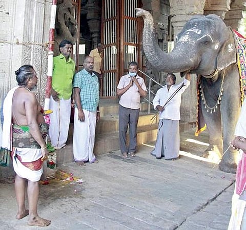 திருநெல்வேலி அருள்மிகுகாந்திமதியம்மன் உடனுறை நெல்லையப்பர்  கோயிலில் ஐப்பசி திருக்கல்யாண திருவிழாவுக்கான கால்நாட்டு வைபவம் நேற்று நடைபெற்றது.                                 படம்: மு.லெட்சுமி அருண்
