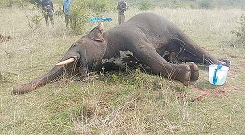 பணகுடி அருகே குத்தரப்பாஞ்சான் மலையடிவாரத்தில் மர்மமான முறையில் இறந்து கிடந்த யானை.