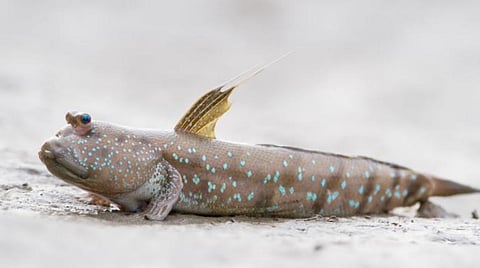 சேற்று உளுவை எனும் முன்னோடிகள்