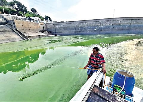 மேட்டூர் அணை நீர் பரப்பு பகுதியில் படர்ந்துள்ள  பாசிப்படலத்தை அகற்றும் பணியில் ஈடுபட்டுள்ள பொதுப்பணித்துறை ஊழியர்.