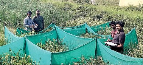 பொன்னேரி அருகே கந்தன்பாளையத்தில் பாரம்பரிய நெல் ரகங்கள் பயிரிடப்பட்ட வயல்களில், ஒவ்வொரு ரகத்துக்கும் உள்ள குணாதிசயங்கள் அந்தந்த நெற்பயிரில் உள்ளதா? என்பதை ஆய்வு செய்யும் தொண்டை மண்டல அறக்கட்டளையினர் மற்றும் தன்னார்வலர்கள்.
