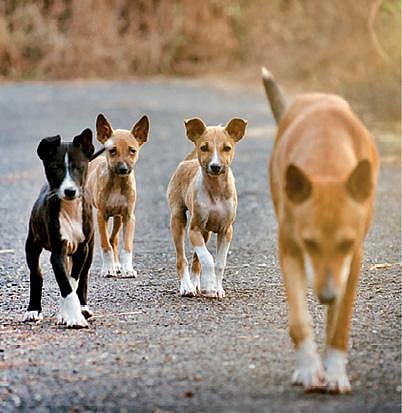 புதிய கண்டுபிடிப்புகள்: நாய் இரவு விலங்கா?