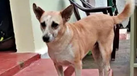 கரடியிடமிருந்து எஜமானரைக் காப்பாற்றிய நாய்: கோத்தகிரியில் நெகிழ்ச்சி