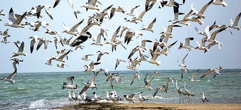 தனுஷ்கோடி கடல் பகுதியில் கூட்டமாகத் திரியும் ஆர்க்டிக் ஆலா பறவைகள்.