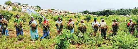 கிருஷ்ணகிரி அருகே மாதேப்பட்டி பகுதியில் நிலக்கடலை அறுவடை செய்யும் பணியில் ஈடுபட்டுள்ள விவசாய தொழிலாளர்கள்.
