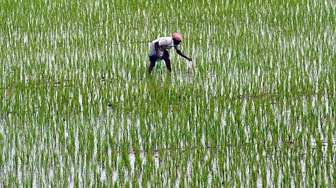 கடந்தாண்டு சம்பா பருவத்தில் பயிர்க் காப்பீடு செய்த தஞ்சாவூர் மாவட்ட விவசாயிகளுக்கு இழப்பீடாக ரூ.427 கோடி: தீபாவளிக்குள் அனைவருக்கும் வழங்கப்பட்டுவிடும்