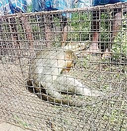 கேளூர் ஊராட்சியில் வைக்கப் பட்ட கூண்டில் சிக்கிய குரங்கு.