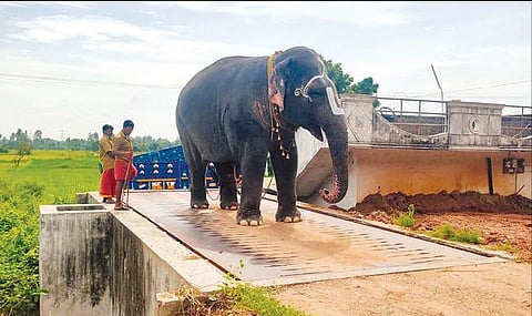 சந்தவாசலில் உள்ள எடைமேடையில் படைவீடு யோக ராமச்சந்திர சுவாமி கோயில் யானை லட்சுமியின் உடல் எடையளவு சரிபார்க்கப்பட்டது.