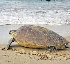 மீனவரின் கரைவலையில் சிக்கிய சித்தாமை மீண்டும் கடலில் விடப்பட்டது.