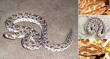 நல்ல பாம்பு 8: சூது அறியாத சுருட்டை விரியன்