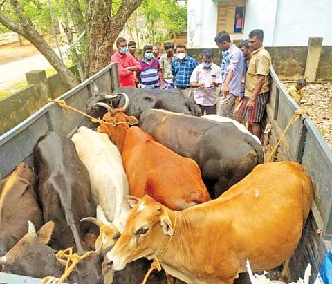 திருநெல்வேலி சாலைகளில் போக்குவரத்துக்கு இடையூறாக சுற்றித்திரிந்த மாடுகள் மாநகராட்சி ஊழியர்களால் பிடிக்கப்பட்டு கோசாலையில் ஒப்படைக்கப்பட்டன. படம்: மு.லெட்சுமி அருண்.